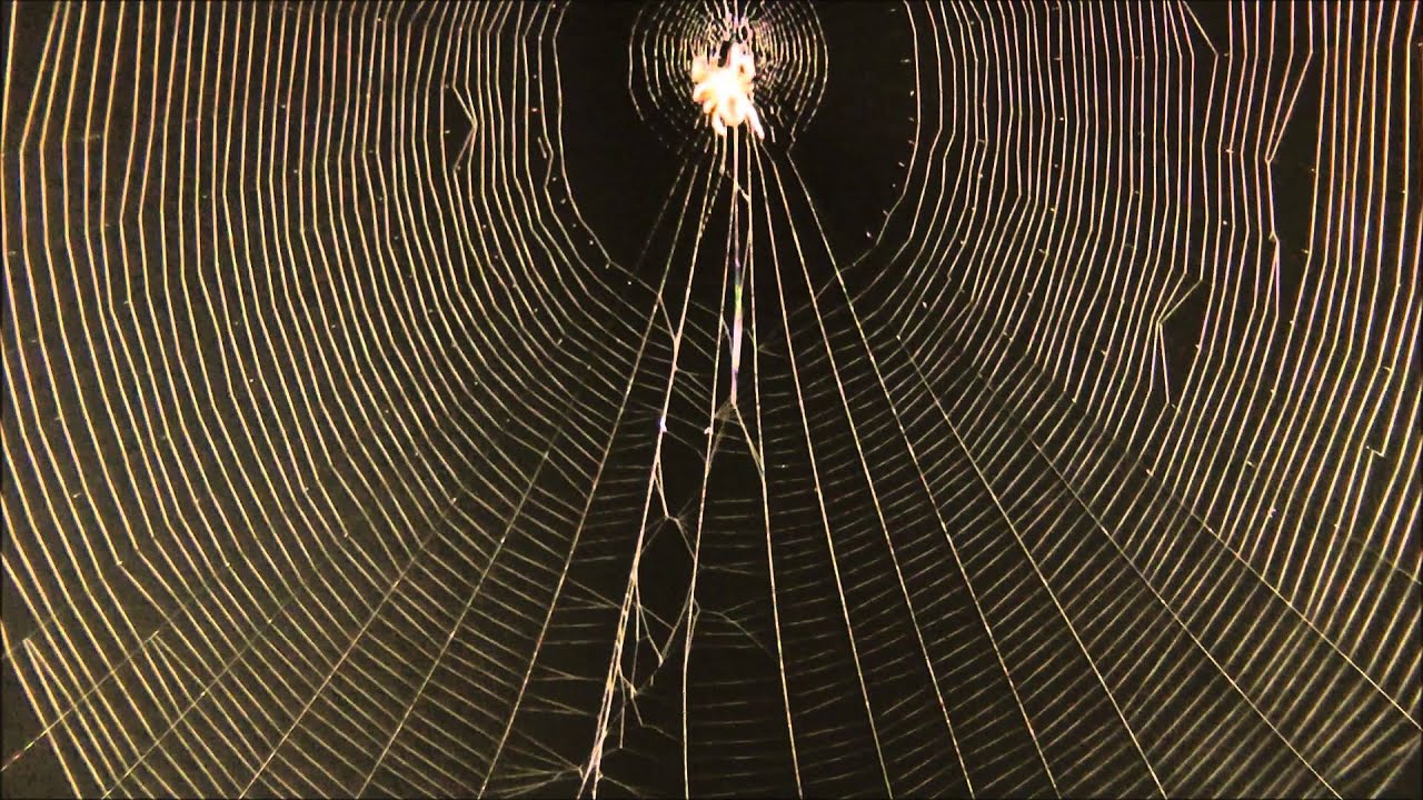 Spider catching prey