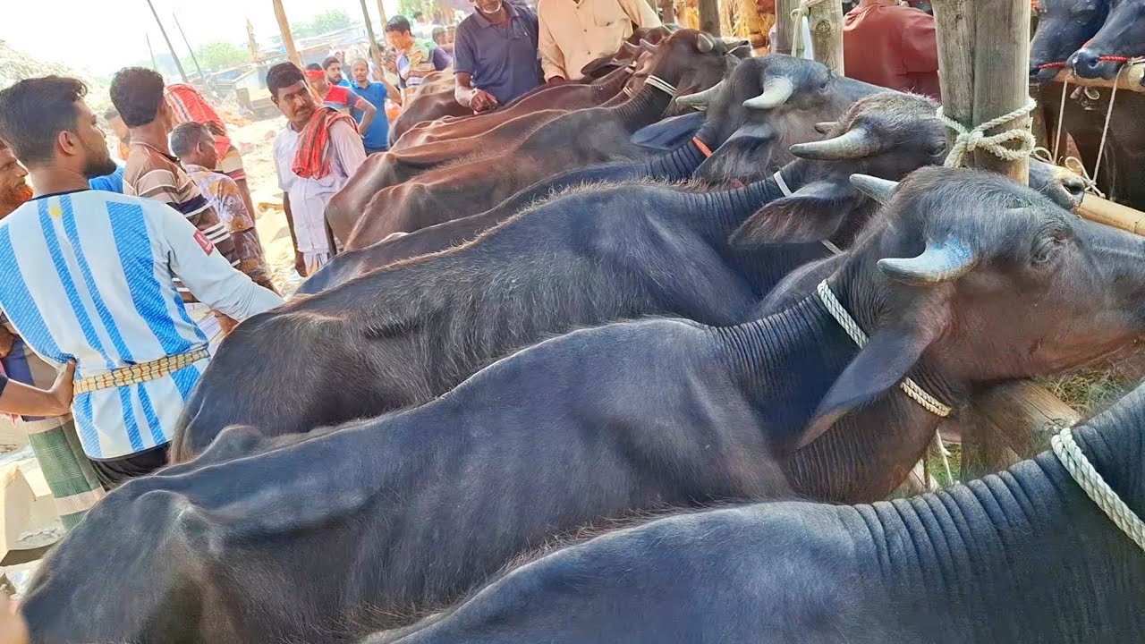 ১৫/১০/২৫/ এই মহিষের বাচ্চা দেখলে চোখ ফেরাতে পারবেন না!! ভাইরাল বাচ্চা মহিষ রাজশাহী সিটি হাটে।