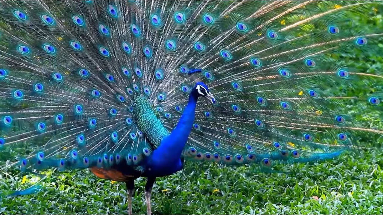 The Majestic Life of Peacocks: Secrets Revealed!🦚