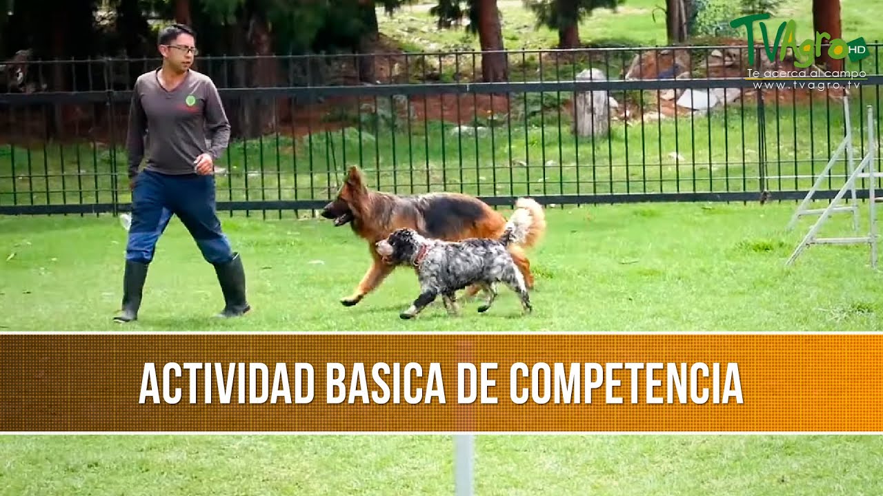 Adiestramiento Canino, Actividades de Competencia- TvAgro por Juan Gonzalo Ángel