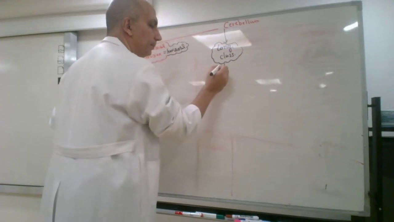 Cerebellum (lecture 20)