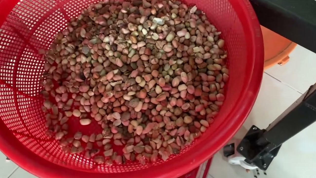 Tách Sạch Hạt Lỗi, Tạp Chất Với Máy Tách Màu Lạc, Đậu Phộng Sống Chất Lượng