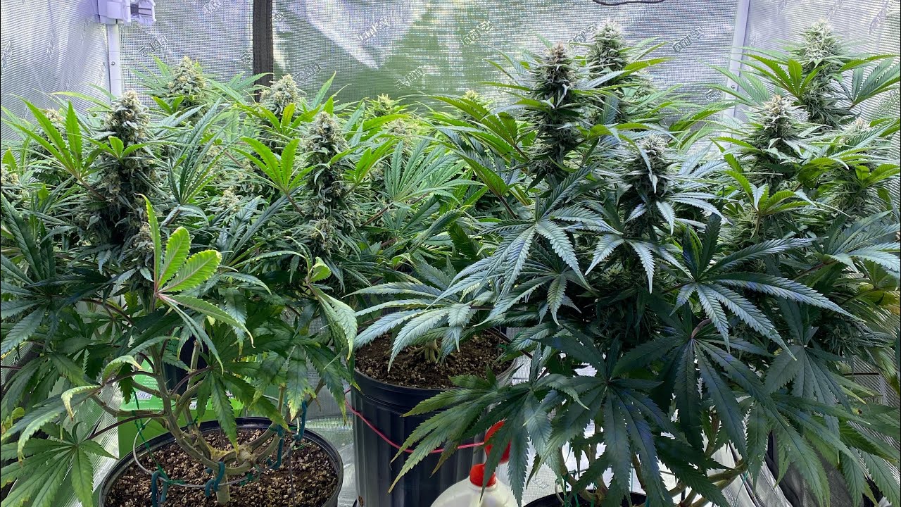 Mainlining for colas - first day week 5