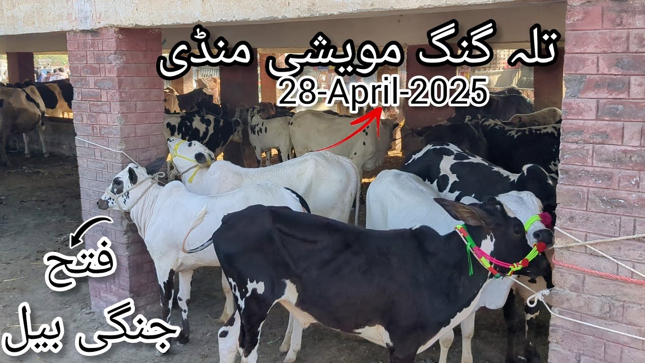 Cow Mandi Talagang | Fateh Jang Bull | Mandi Talagang 28-April-2025 #viralvideo #mandi #cow #bull