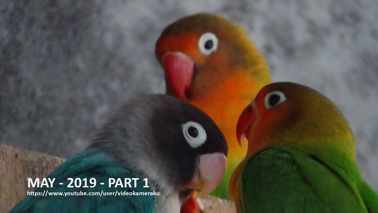 LOVEBIRD SOUNDS - MAY 2019 PART 1