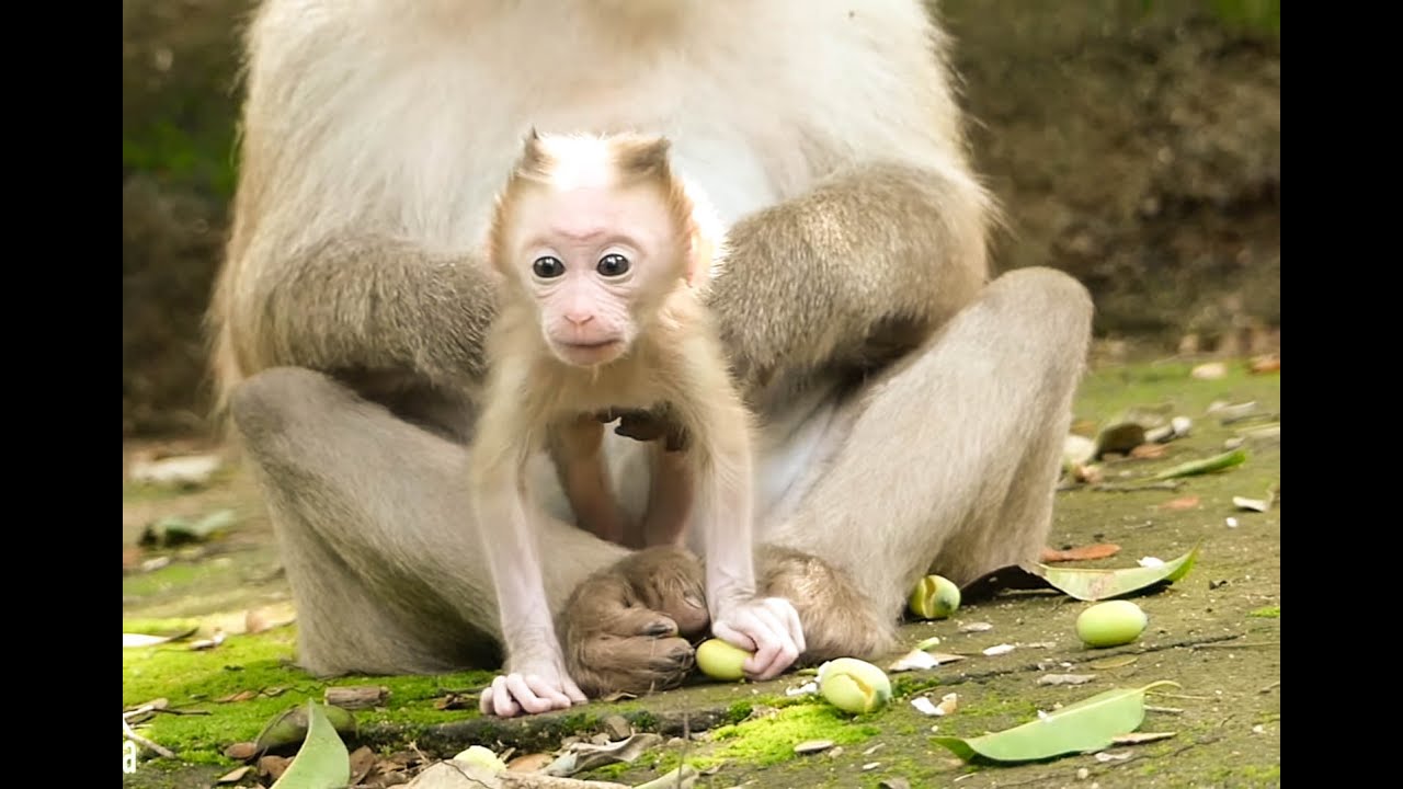 Baby monkey sitting holding mother's hand is very cute