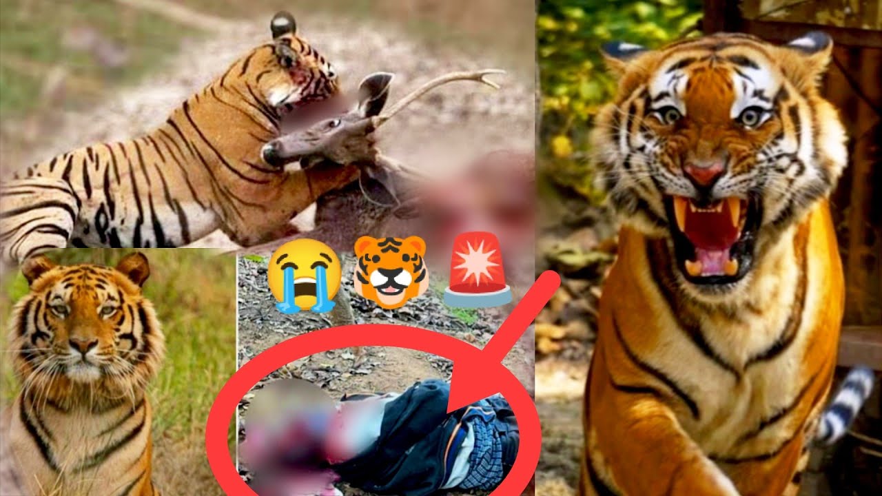 🚨Alart-😭 शेर ने किया हमला-SHER NE KIYA HAMLA.. #blog #tiger #animals #backgroundmusic #jimcorbett...
