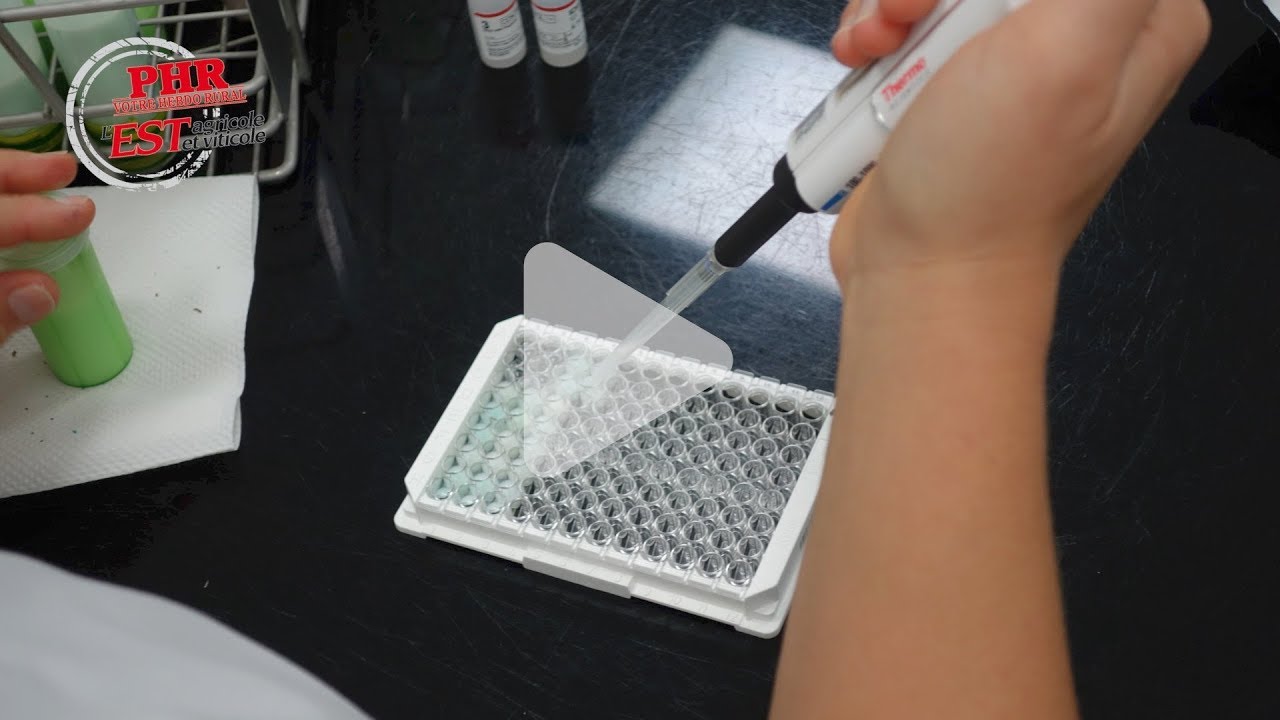 Test de gestation dans le lait : pratique et efficace