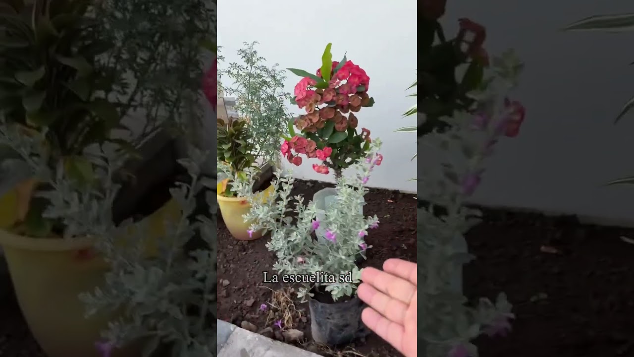 Simon no ha llegado y dejo las plantas sin sembrar 💐🌾🌿