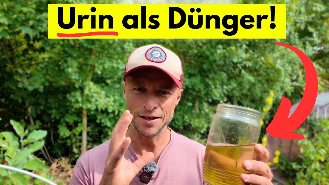 Düngen mit Urin 🌱 – Wie funktioniert das und ist es wirklich sinnvoll? (mit Mischverhältnis usw.)
