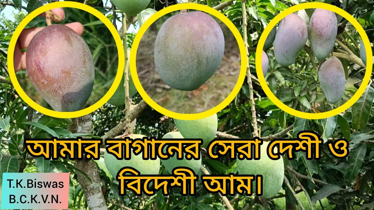 Best Indian and foreign mango varieties in my garden | B.C.K.V.N.