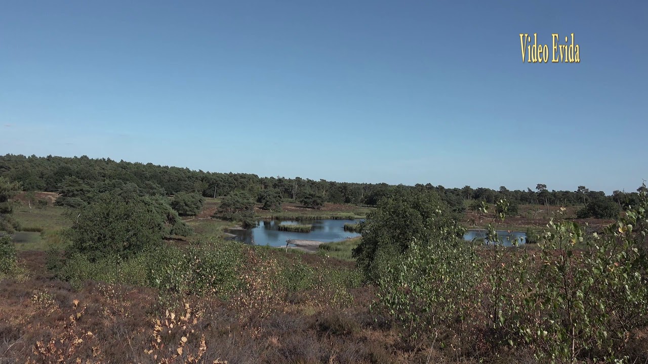 extreme droogte juli 2018 maasduinen