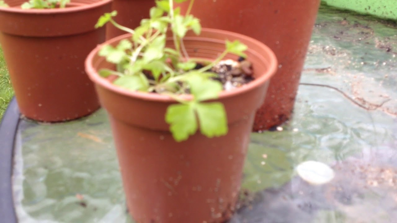 Diary Of A Suburban Farmer: Leggy Plants