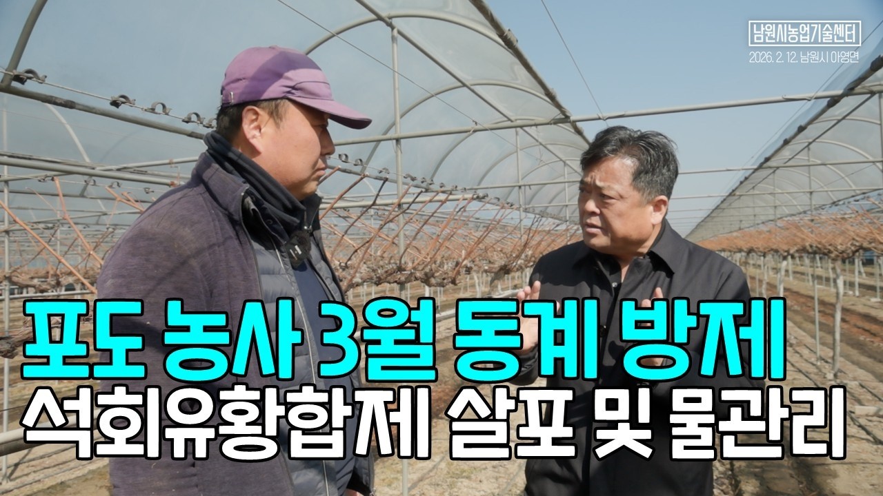 포도 재배 3월 동계방제 석회유황합제 살포 및 물관리