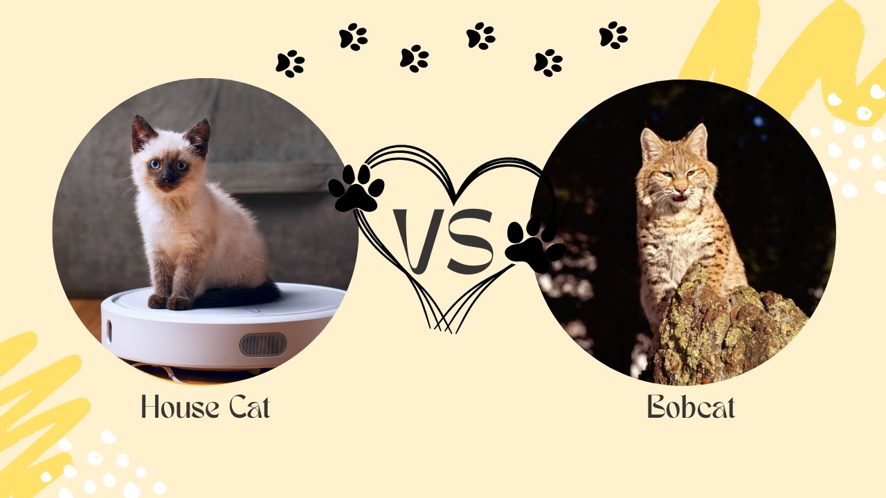 House Cat Vs Bobcat Comparison 101