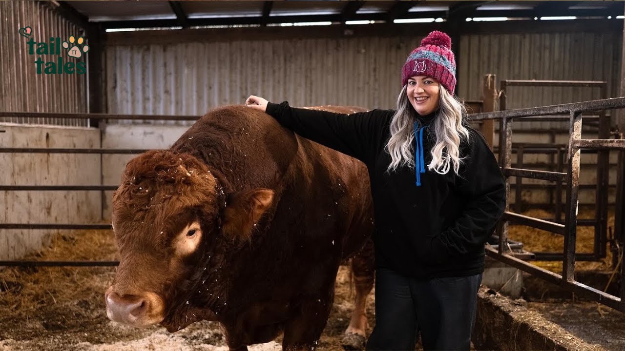 A Gentle Giant 🐂 The Bull Who Found Peace in Quiet Hugs ❤️