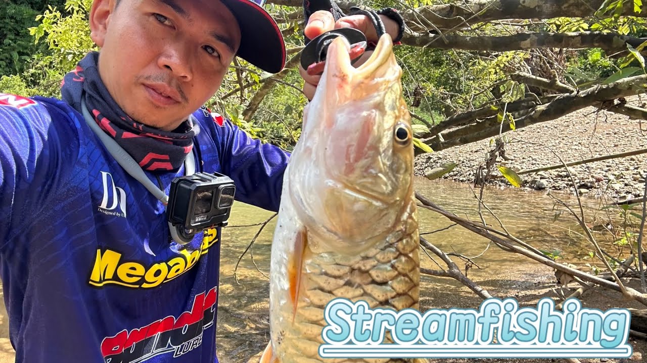 เดินตกปลากระสูบป่าต้นน้ำ (streamerfishing)#กระสูบน้ำไหล #fishing #คลองธรรมชาติ #streamerfishing 