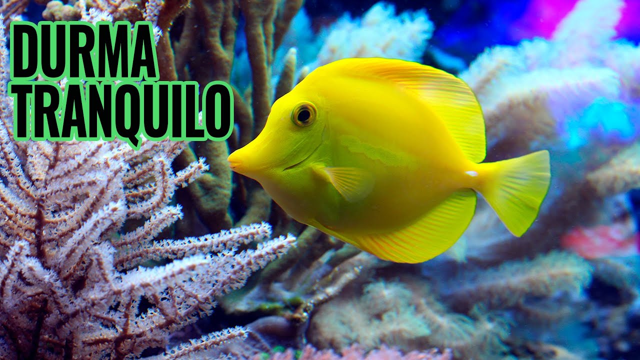 Música para Dormir (08 Horas) - A tranquilidade do Fundo do Mar
