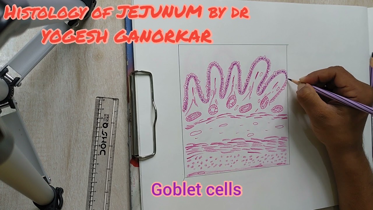 HISTOLOGY OF JEJUNUM - HOW TO DRAW HISTOLOGICAL DIAGRAM OF JEJUNUM BY DR YOGESH GANORKAR