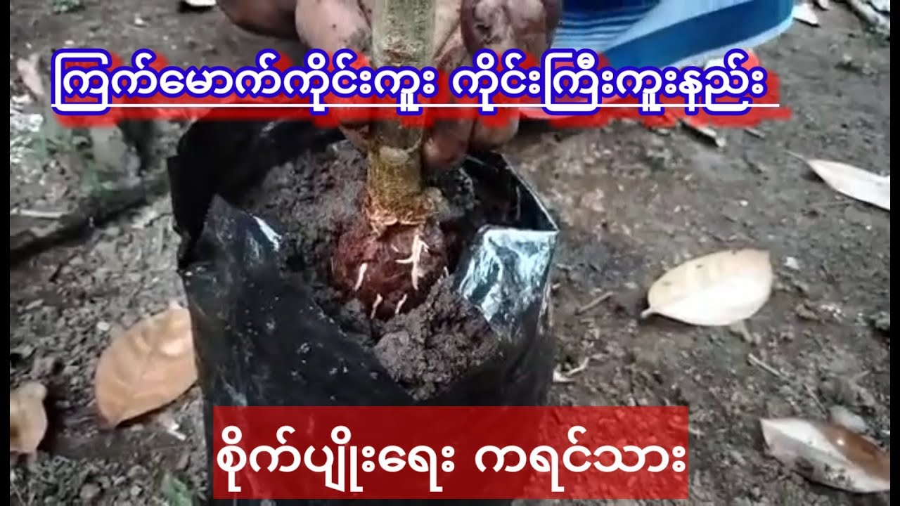 agricultureကြက်မောက်ကိုင်းကူးနည်း စိတ်ဝင်စားဝင်ကြည့်လိုက်ပါkoyoeစိုက်ပျိုးရေး