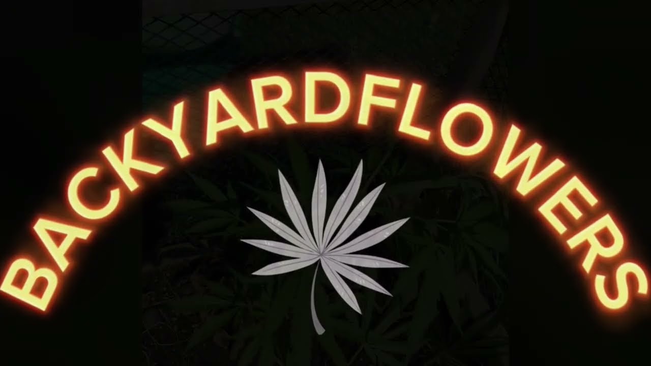 Cali Snow Auto @backyardflowers