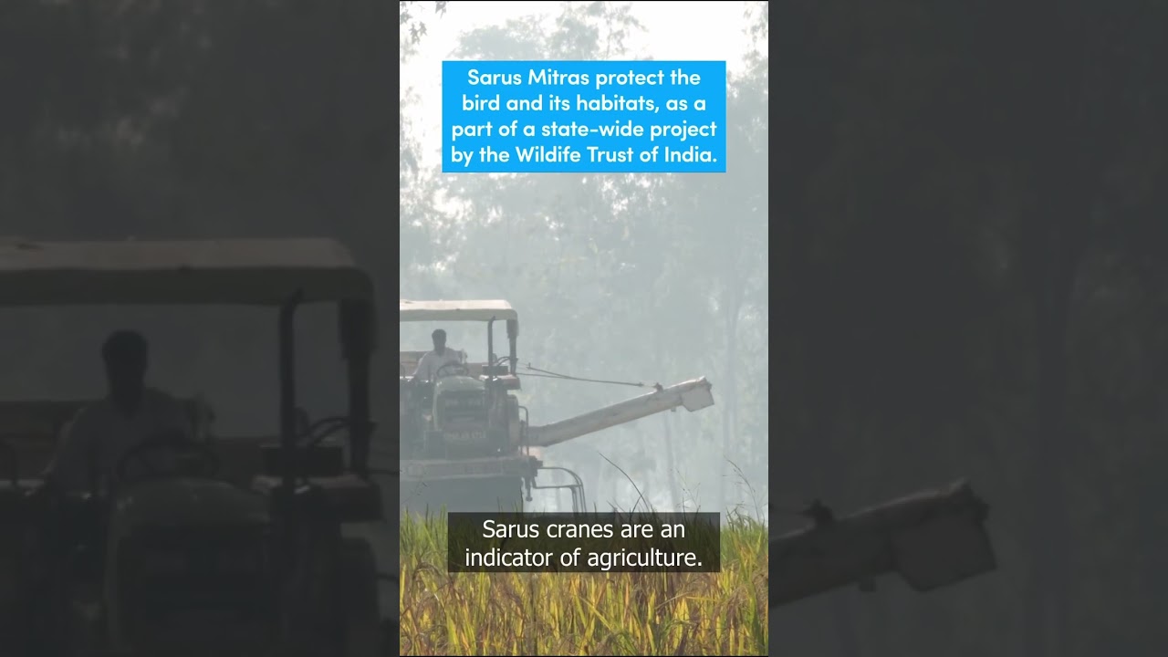 Locals revive the population of the tallest flying bird, from 600 to 2,500...  #sarus #agriculture