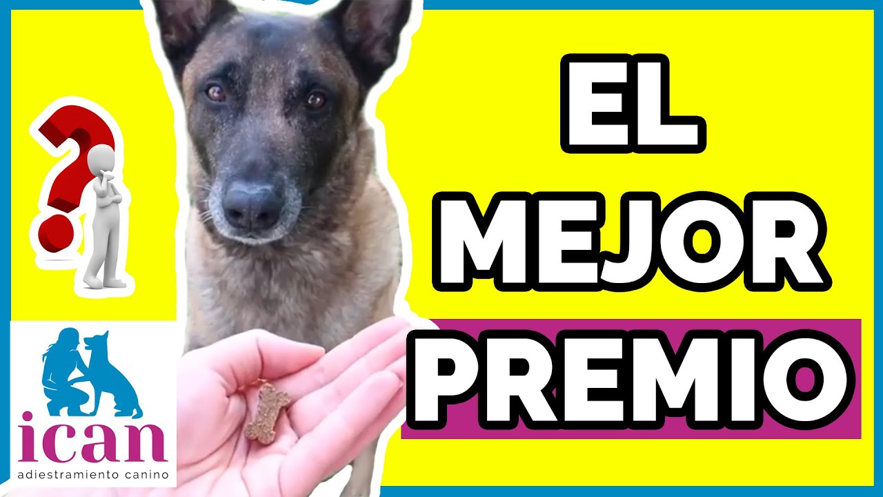 LOS MEJORES PREMIOS para perros | Adiestramiento Canino
