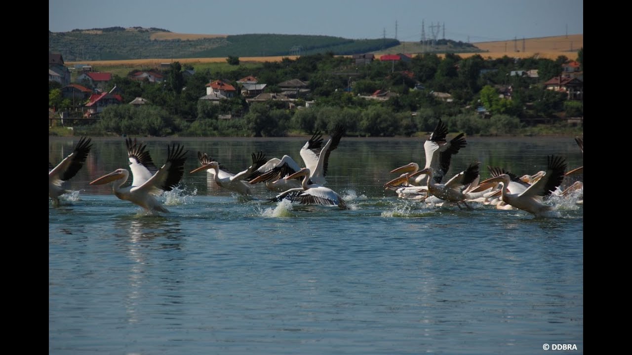 We make the Danube Delta safe for bird population