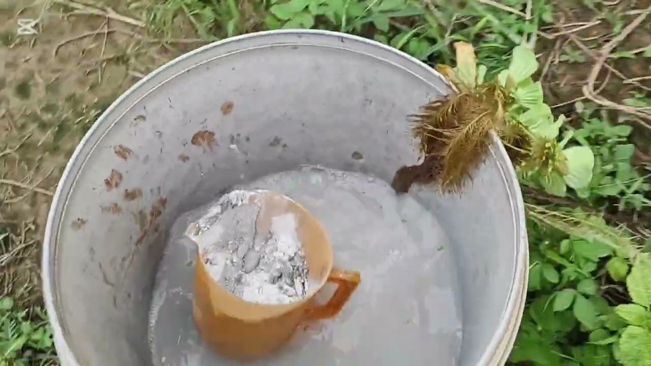 Tập 5 : Cách sử dụng vôi , khoán trên bể bạt  (Dạy nghề nuôi ốc online trên bể bạt)