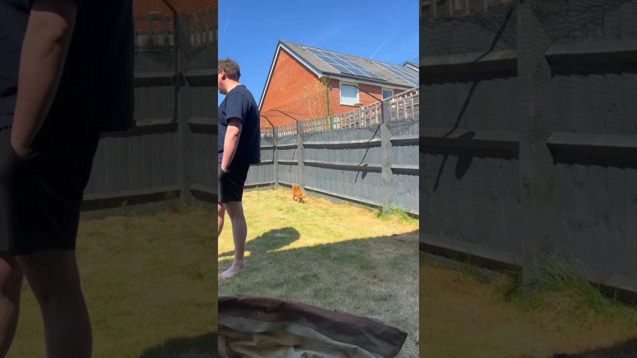 ProtectaPet Cat Fence Barriers keeps cats safe outdoors! 😻