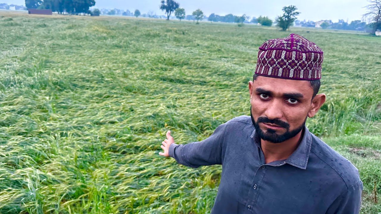 Gandam ki Fasal Gir Gai Aur ?