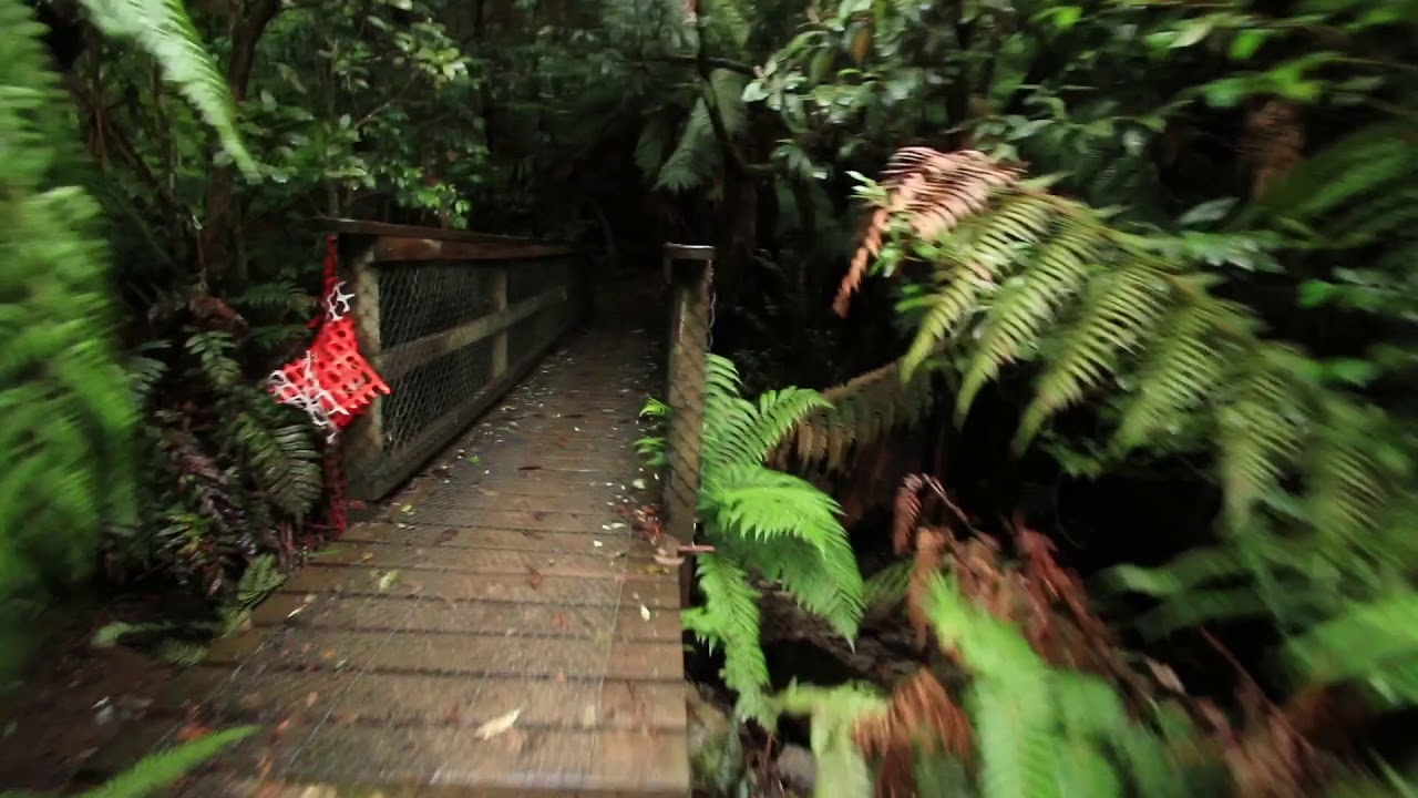 Myrtle Forest Falls