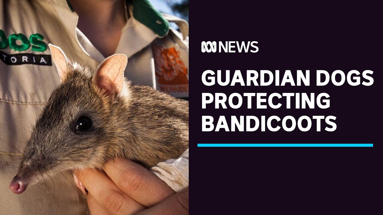 Bandicoots are surviving in western Victoria thanks to guardian dogs | ABC News