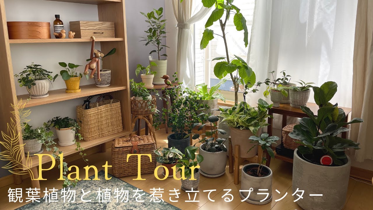 【Plant Tour】おしゃれにインテリアを惹き立てる観葉植物とプランターをご紹介｜観葉植物インテリア