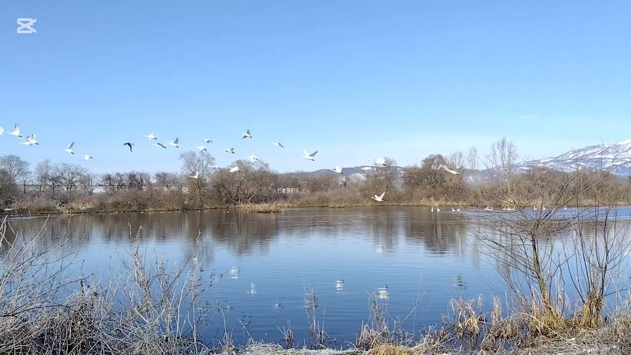 Swans & Ducks Take Flight | 白鳥とカモの羽ばたき