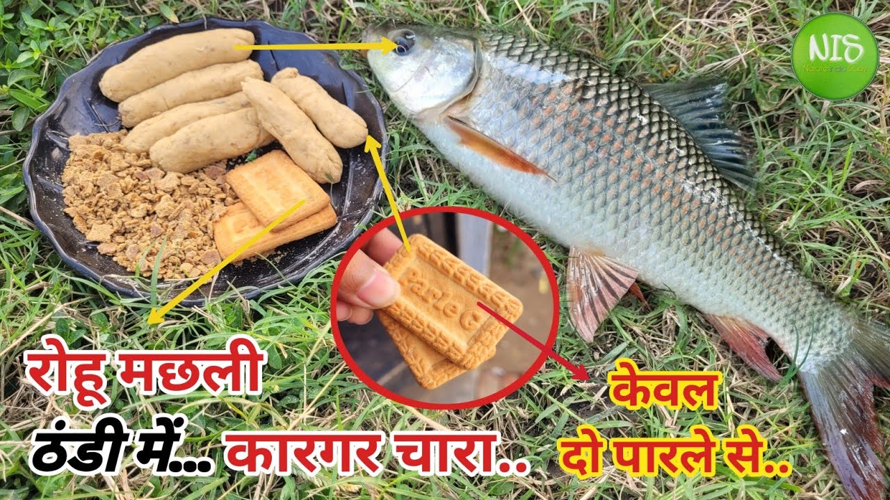 ठंडी में बड़ी रोहू मछली का कारगर चारा | Rohu Machhali Ka Chara..Big Rohu Machhali Fishing Bait