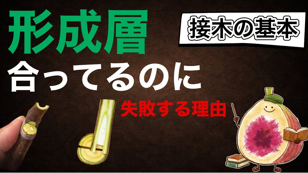 【初心者必見】形成層は合ってるのに接木が失敗する本当の理由