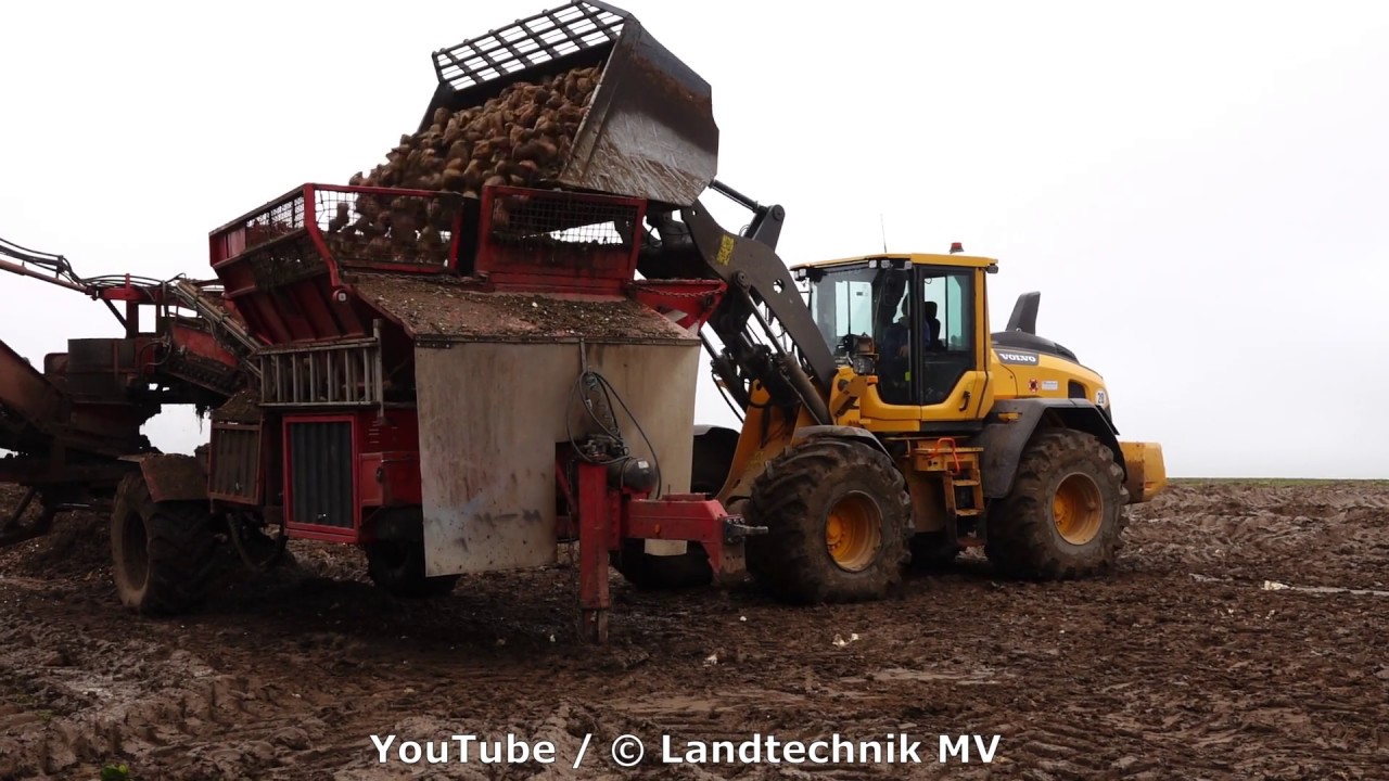 Volvo-Holmer / Rübenverladung - Loading Beets   2019