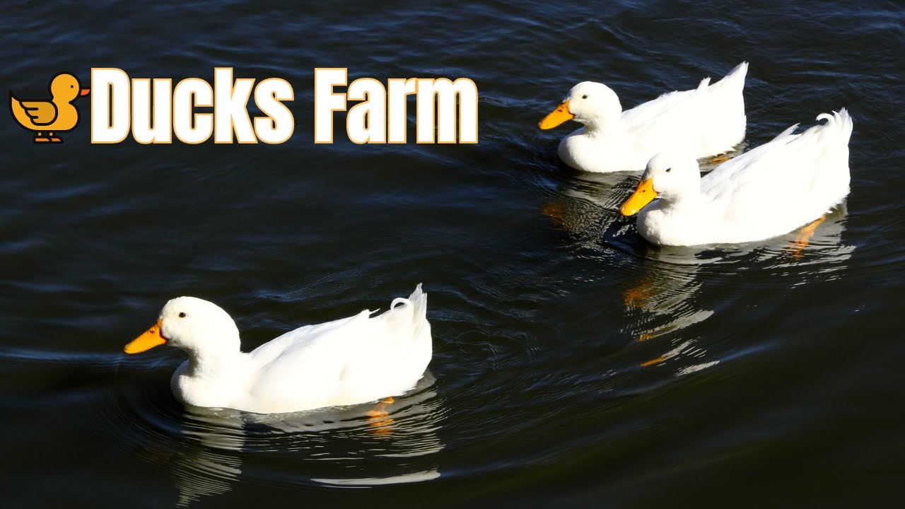 The African 5: Top Countries Where Farmers are Keeping Ducks
