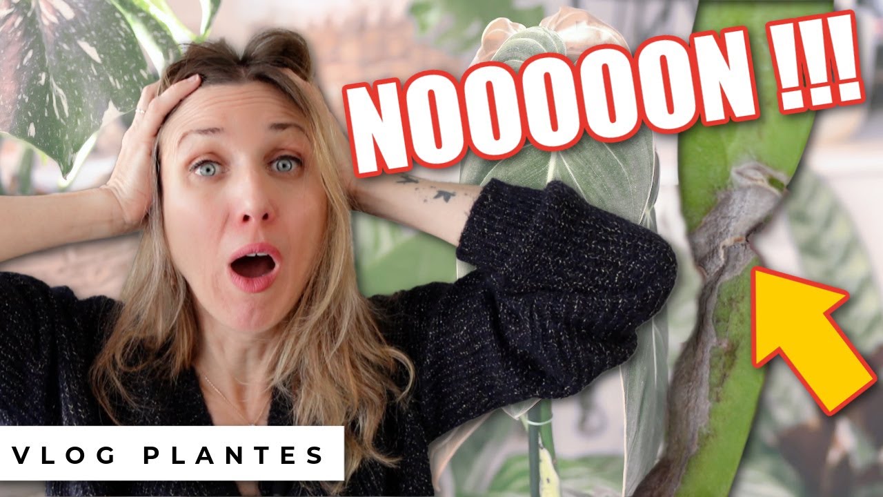 ☕️🪴 Le tour de mes plantes vertes après déménagement ! Café-plantes, le vlog jungle urbaine