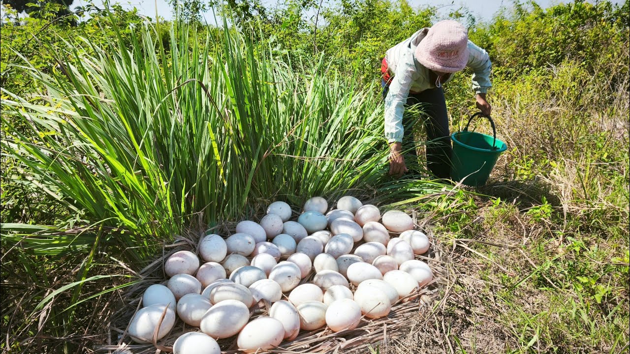 WOW Farmer skills a lot of duck eggs under grass pick a lot of duck eggs by hand skills