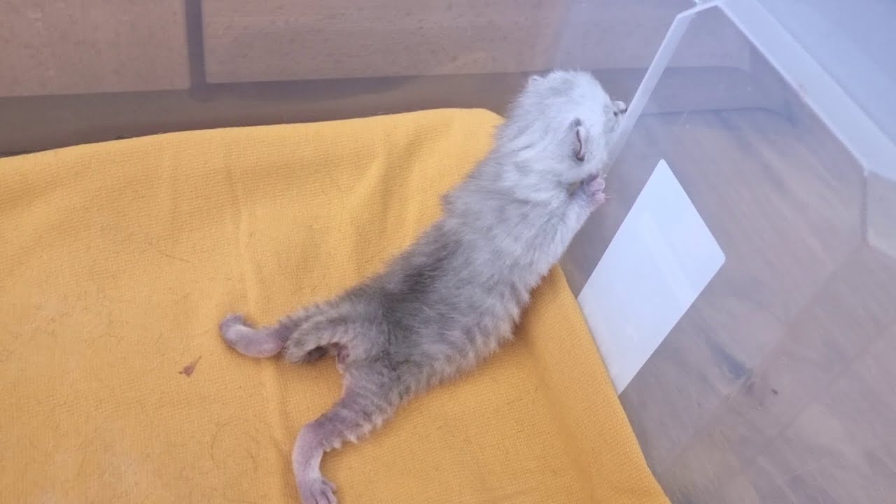 Котенок кричит и зовет маму кошку чтобы покушать