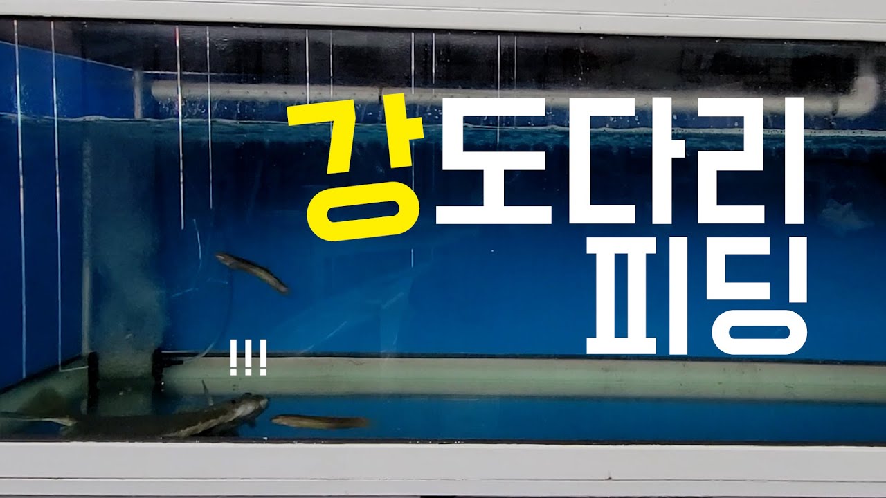 진짜로 무서운 강도다리