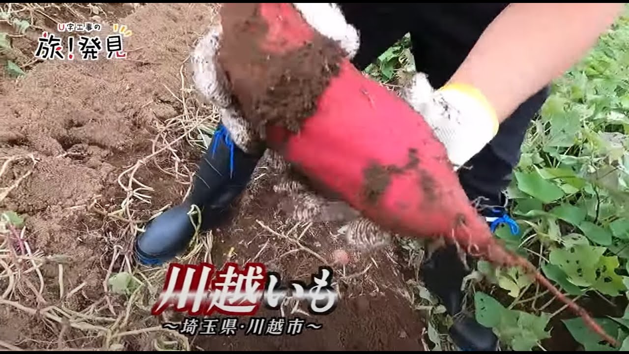 U字工事の旅！発見#172　川越いも　～埼玉県・川越市～