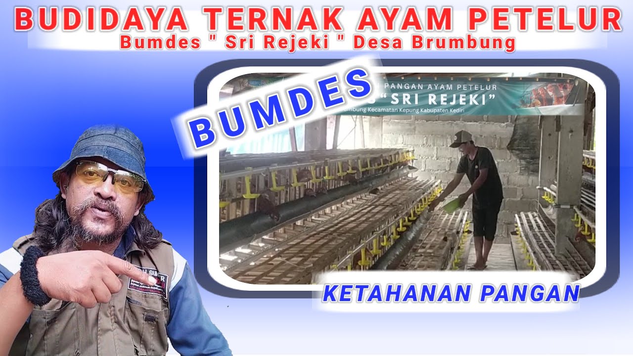 Peternakan Ayam Bumdes Sri Rejeki Desa Brumbung 