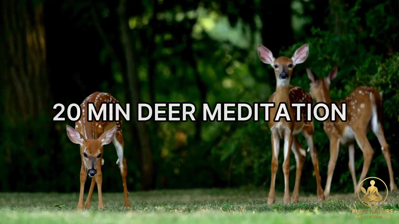 20 Minute Deer in Forest Meditation 🦌 Relaxing Nature & Soft Ambient Music (No Talking)
