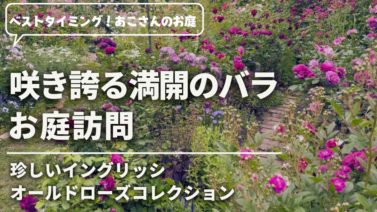 《お庭訪問＊あこさんのお庭＊5/15撮影》満開のバラ！ベストタイミングで撮影♪人気のバラ～イングリッシュヒストリカル～珍しいオールドローズ