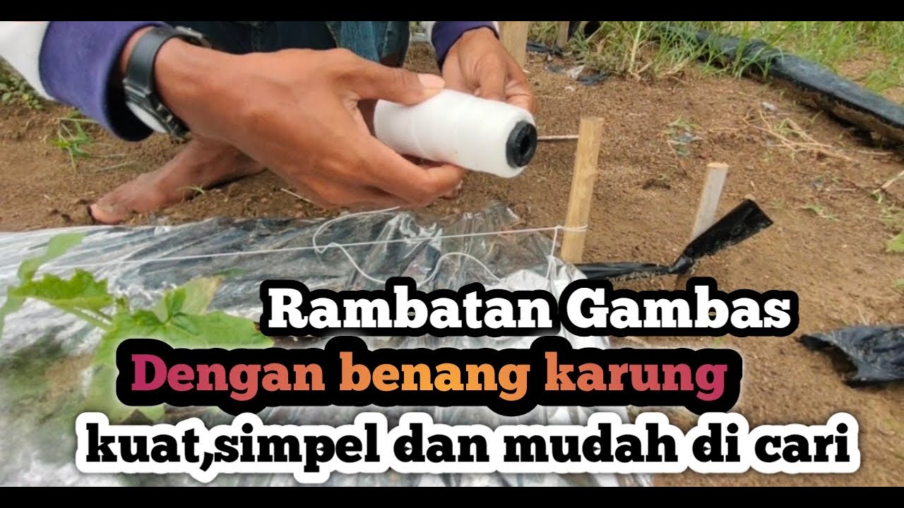 Cara pemasangan benang rambatan dan para-para gambas