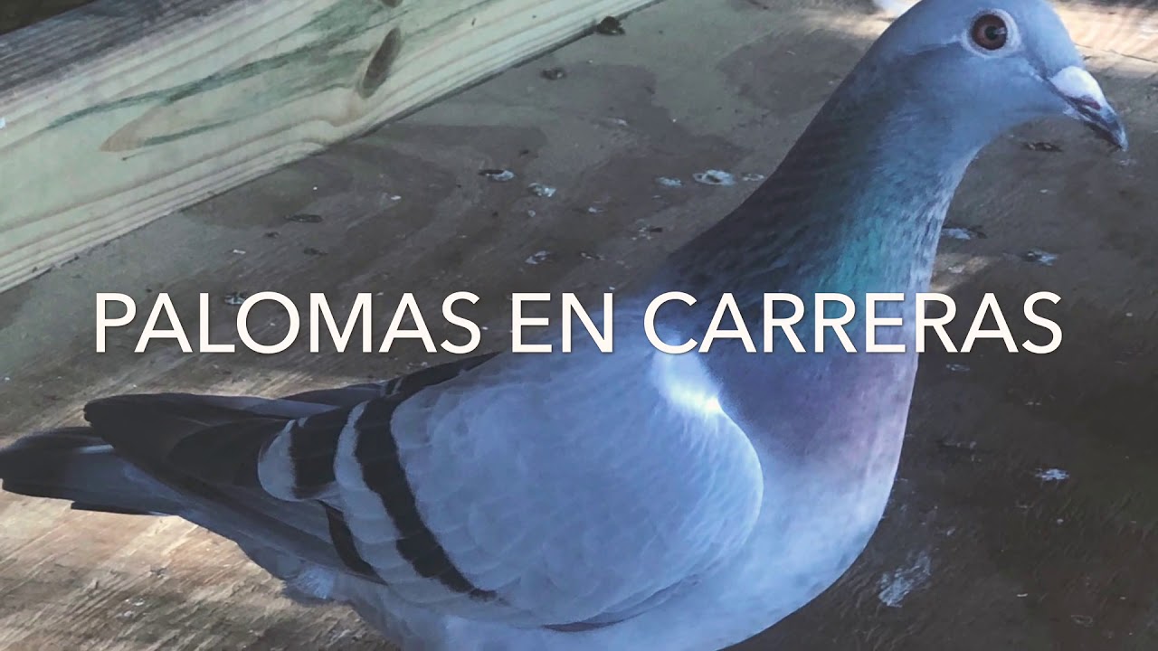 ESTÁN INVITADOS TODOS AL CAPE CORAL CLASIC