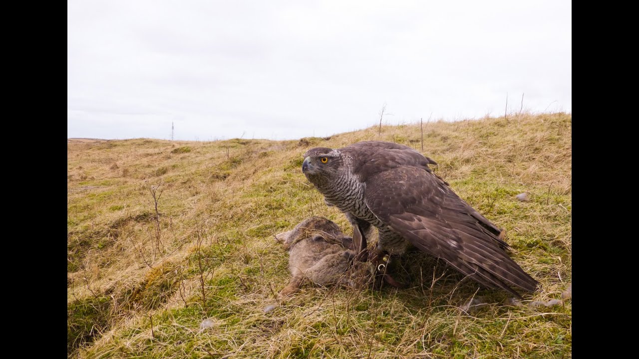 Rabbit Hawking with a Female Goshawk, 2 Female Harris Hawks Day 3 SB